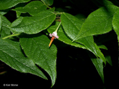 Vaccinium erythrocarpum ssp. erythrocarpum