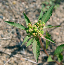 Euphorbia davidii