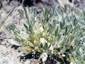Astragalus gilviflorus var. gilviflorus