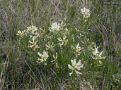 Astragalus pectinatus