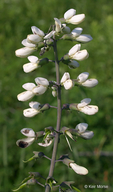 Baptisia alba var. macrophylla