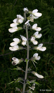 Baptisia alba var. macrophylla