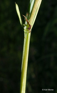 Lathyrus hirsutus