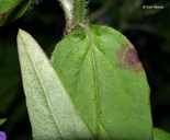 Prunella vulgaris ssp. lanceolata