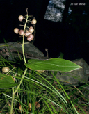 Maianthemum canadense