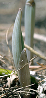 Uvularia grandiflora
