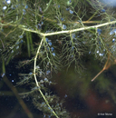 Utricularia vulgaris ssp. Macrorhiza