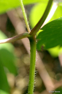 Anemone quinquefolia var. bifolia