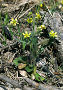 Ranunculus rhomboideus