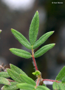 Dasiphora fruticosa