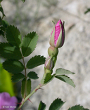 Rosa woodsii ssp. Woodsii