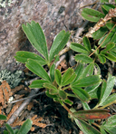 Sibbaldiopsis tridentata
