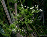 Galium asprellum