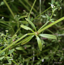 Galium obtusum ssp. obtusum