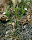 Houstonia longifolia