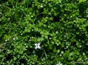 Houstonia serpyllifolia