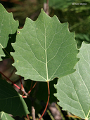 Large-toothed Aspen