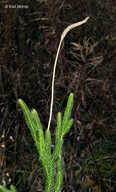 Lycopodium lagopus