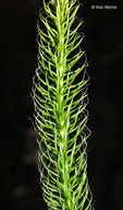 Lycopodium lagopus