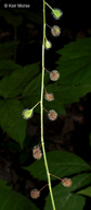 Circaea lutetiana ssp. canadensis