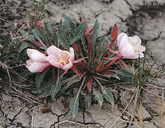 Oenothera caespitosa ssp. caespitosa