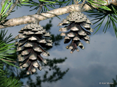 Pinus virginiana