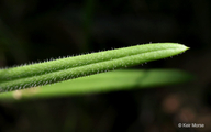 Phlox pilosa ssp. pilosa