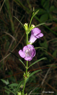 Agalinis purpurea var. parviflora