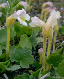 Orobanche uniflora