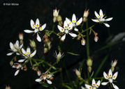 Micranthes petiolaris