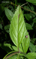 Phyla lanceolata