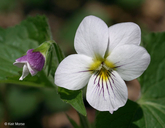Viola canadensis var. rugulosa