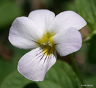 Viola canadensis var. rugulosa