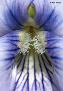 Viola cucullata