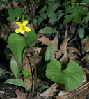 Viola pubescens