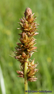 Carex fracta