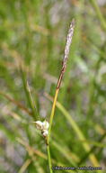 Carex inops ssp. inops