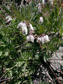 Dicentra formosa ssp. oregona