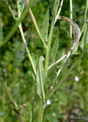 Epilobium ciliatum ssp. ciliatum