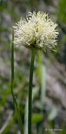 Eriophorum crinigerum