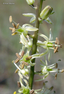 Hastingsia serpentinicola
