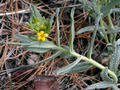 Lithospermum californicum