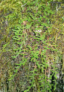 Selaginella wallacei