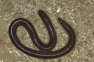 Ichthyophis sikkimensis