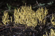 Phaeoclavulina myceliosa