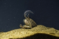 Pacific Sand Crab