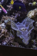 Southern Giant Clam