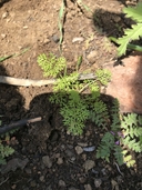 Rattlesnake Weed