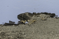 Chestnust-bellied Sandgrouse