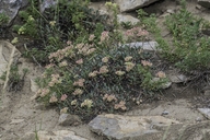 Sub-alpine Buckwheat